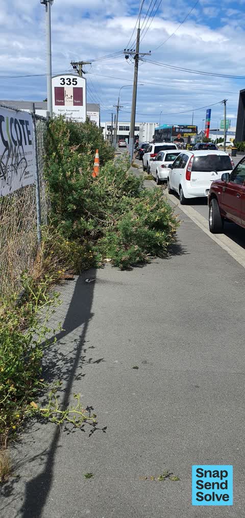 Overgrown Vegetation — a report photo