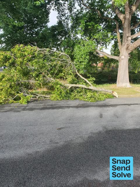 Fallen Tree — a report photo