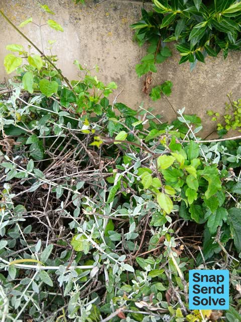 Overgrown Vegetation, a report photo