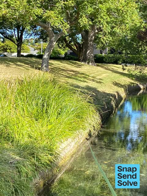 Overgrown Vegetation, a report photo