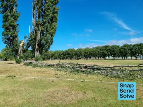 Fallen Tree — a report photo