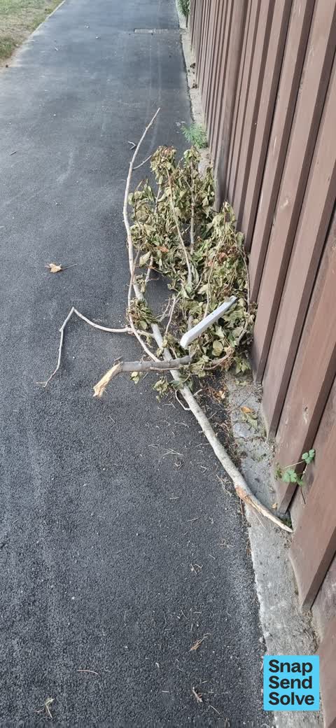 Trees - General, a report photo
