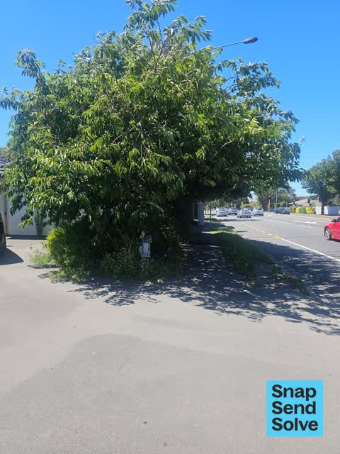 Overgrown Vegetation, a report photo