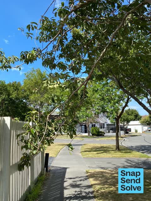 Overgrown Vegetation, a report photo