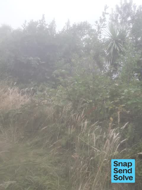 Overgrown Vegetation, a report photo