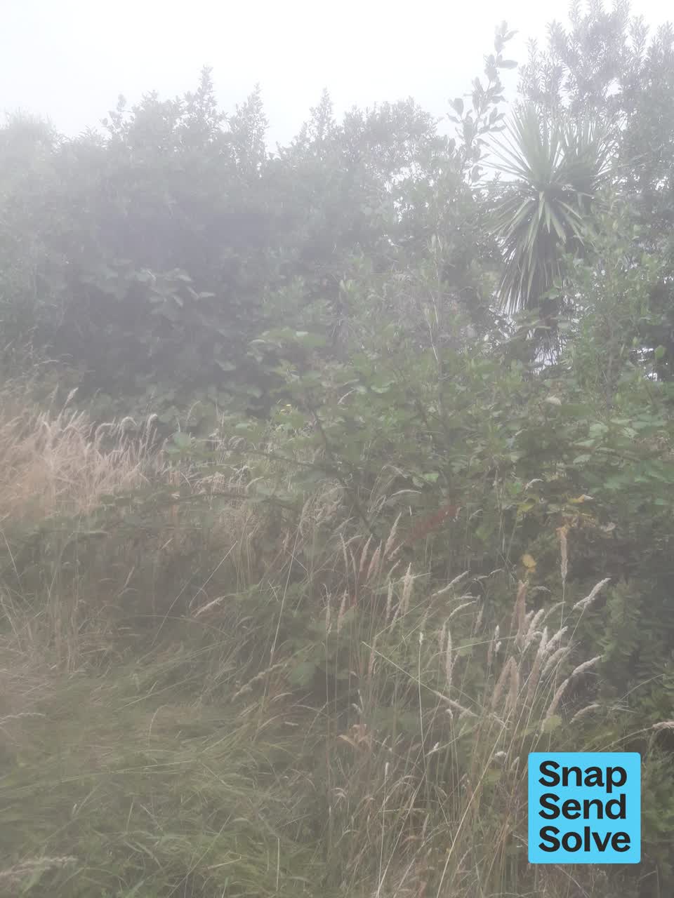 The photograph attached to this overgrown vegetation report