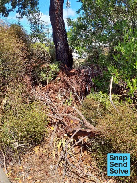 Trees - General — a report photo