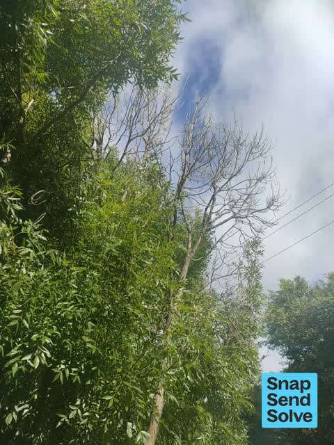 Trees - General, a report photo