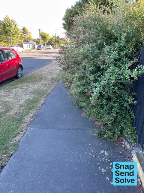 Overgrown Vegetation, a report photo