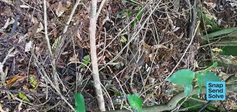 Pest / Vermin, a report photo