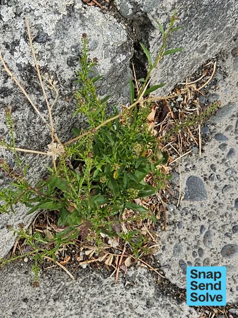 Overgrown Vegetation, a report photo