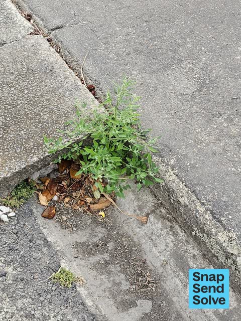 Overgrown Vegetation, a report photo