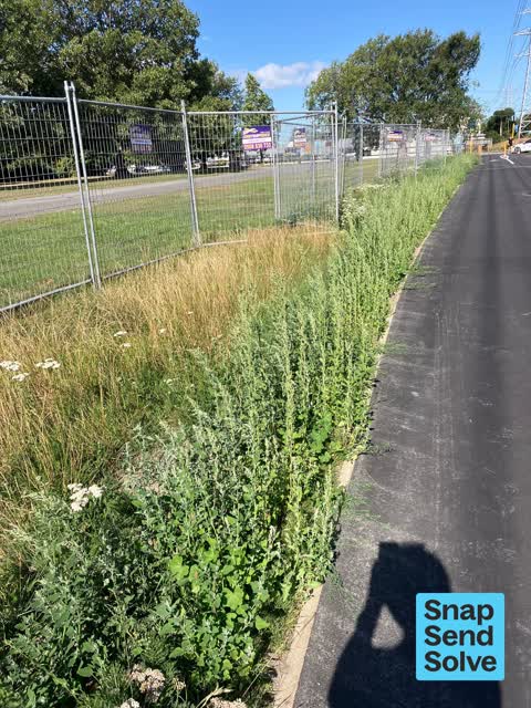 Overgrown Vegetation, a report photo