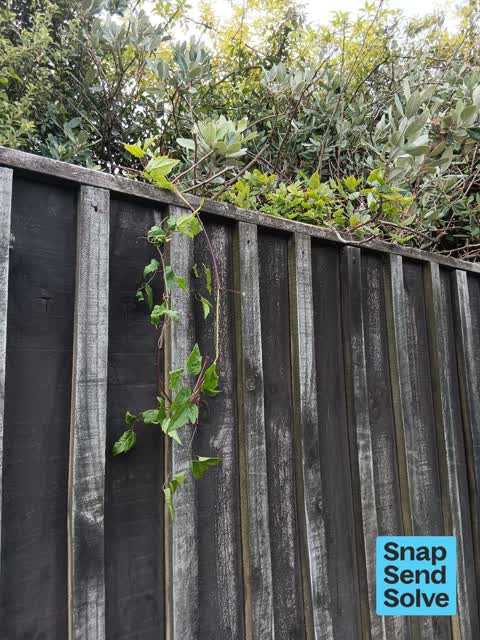 Overgrown Vegetation, a report photo