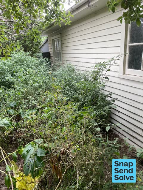 Overgrown Vegetation, a report photo
