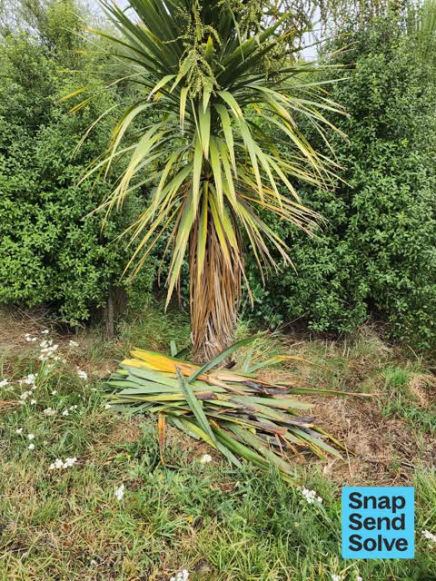 Overgrown Vegetation, a report photo
