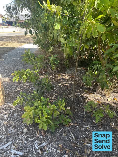 Overgrown Vegetation, a report photo