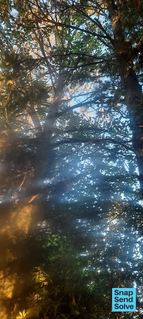 Trees - General, a report photo