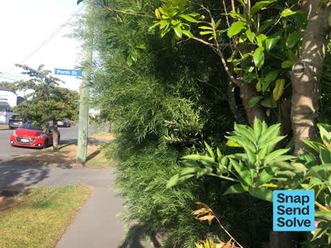 Overgrown Vegetation, a report photo