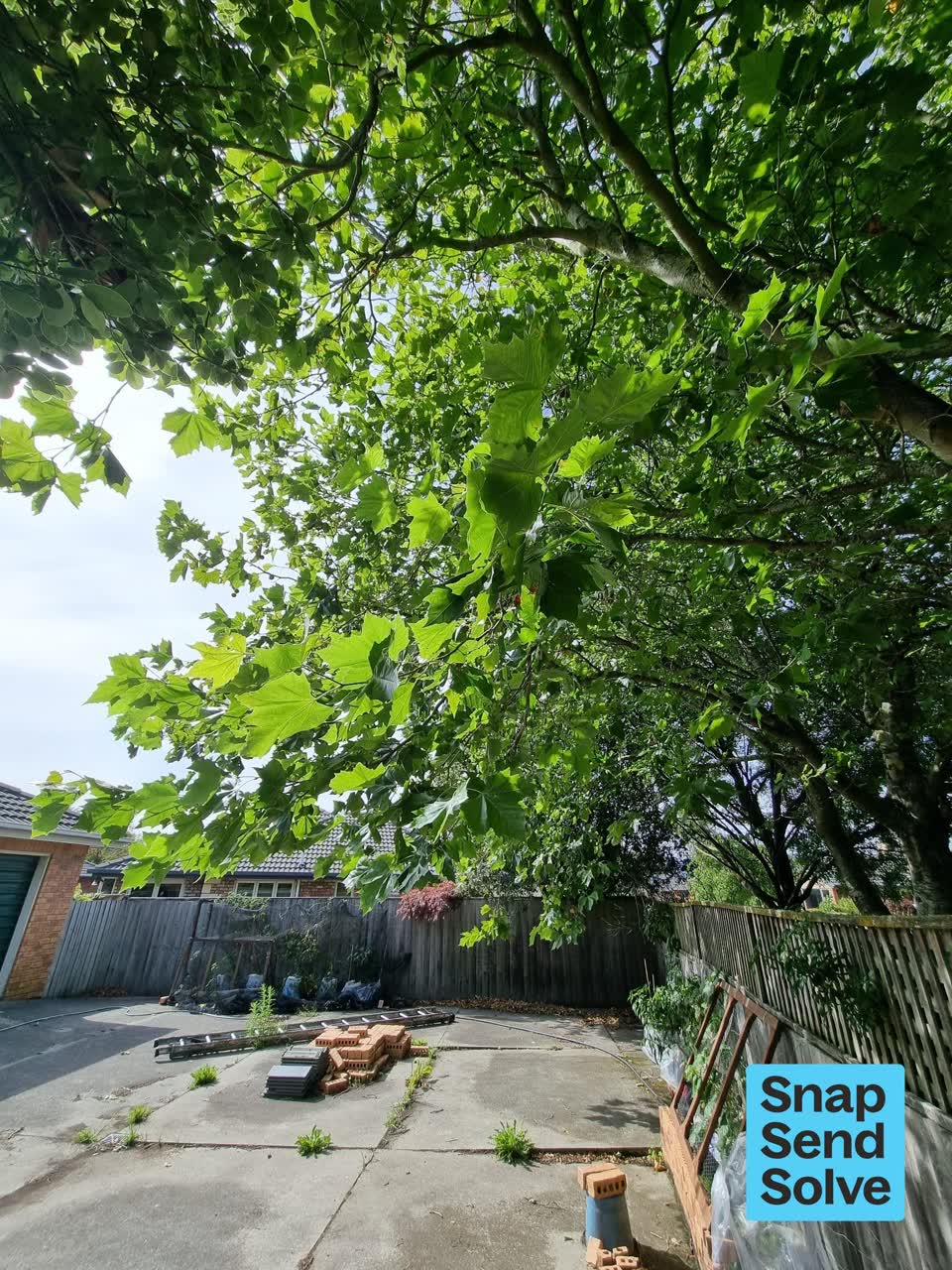 The photograph attached to this trees - general report
