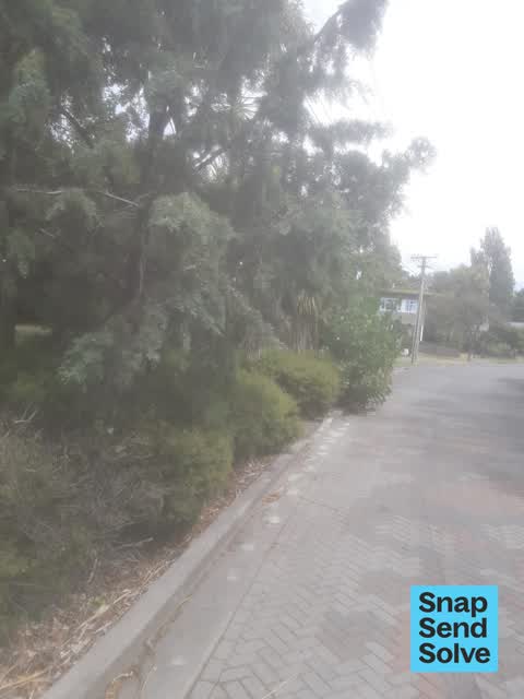 Trees - General, a report photo