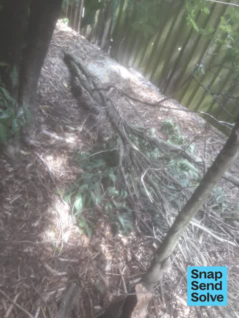 Fallen Tree — a report photo
