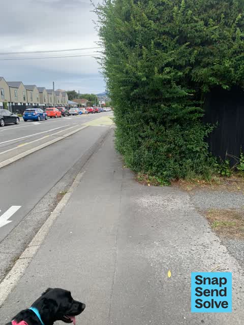 Overgrown Vegetation — a report photo