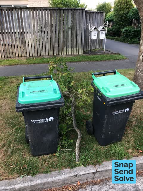 Trees - General, a report photo