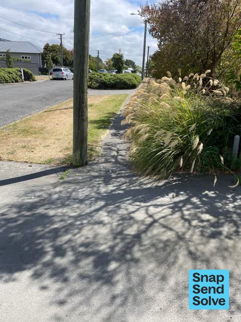 Overgrown Vegetation, a report photo