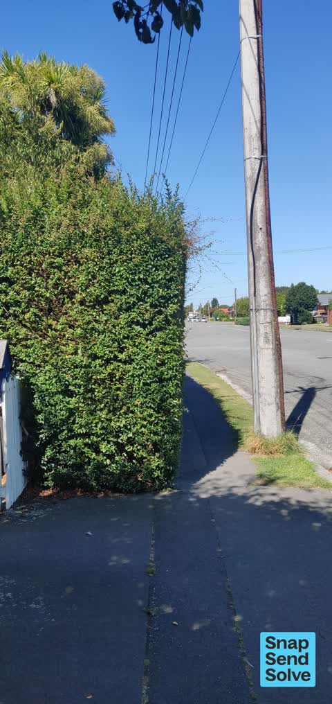 Overgrown Vegetation, a report photo