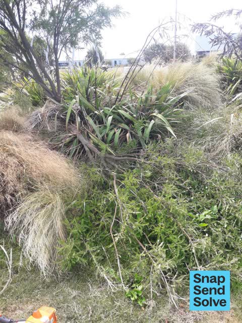 Fallen Tree, a report photo