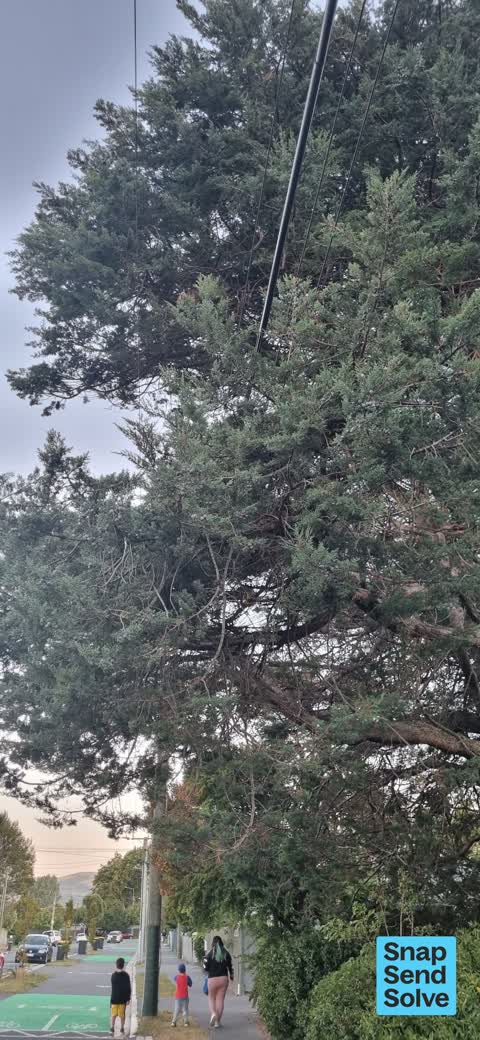 Overgrown Vegetation, a report photo