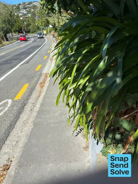 Overgrown Vegetation, a report photo