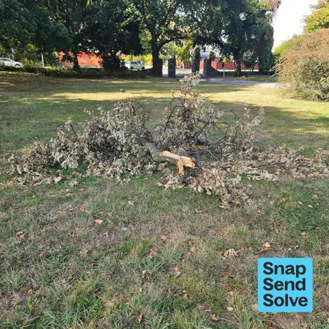 Fallen Tree, a report photo