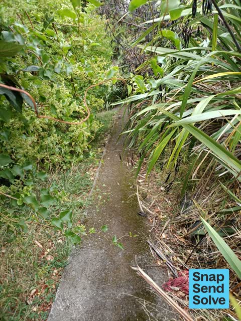 Overgrown Vegetation — a report photo