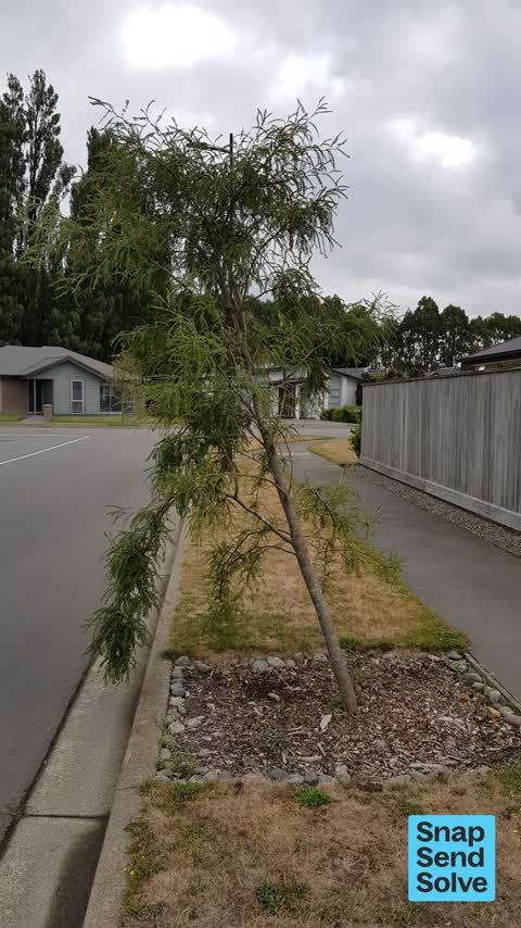 Trees - General, a report photo