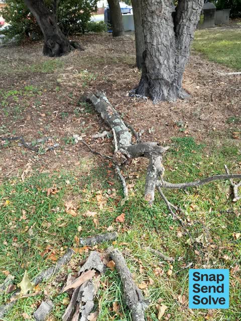 Fallen Tree, a report photo
