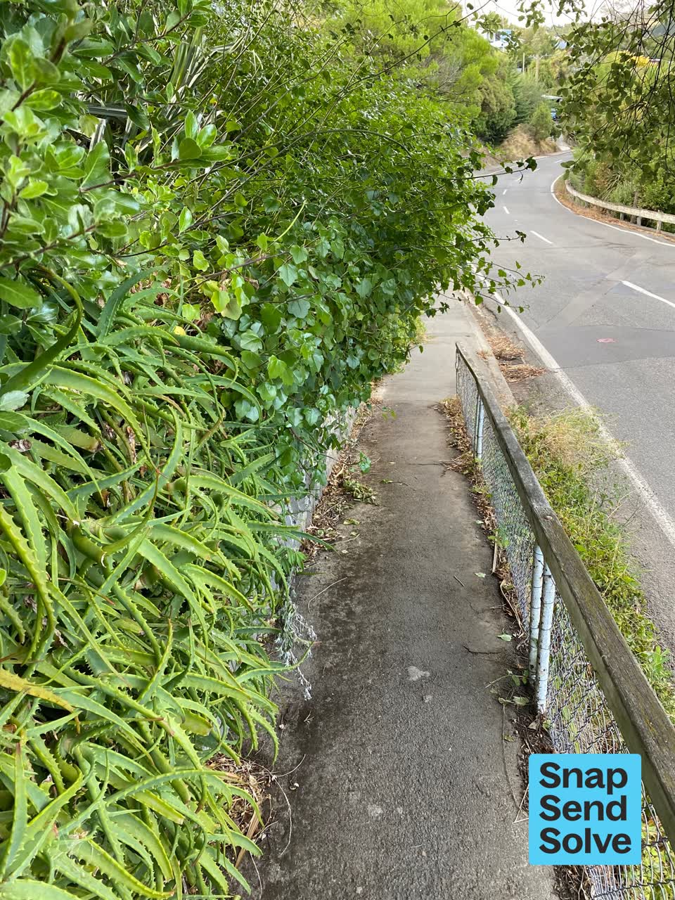 The photograph attached to this overgrown vegetation report