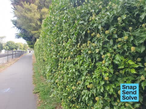 Overgrown Vegetation, a report photo