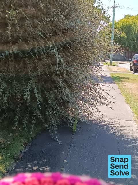 Overgrown Vegetation, a report photo