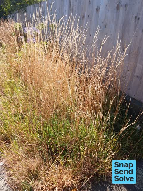 Overgrown Vegetation, a report photo