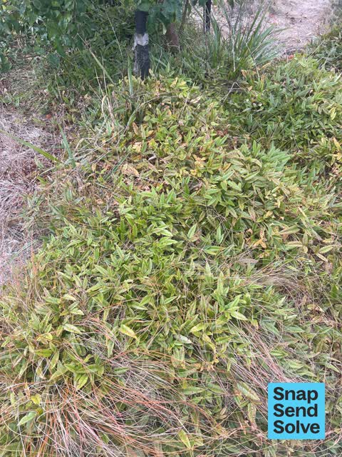 Overgrown Vegetation, a report photo