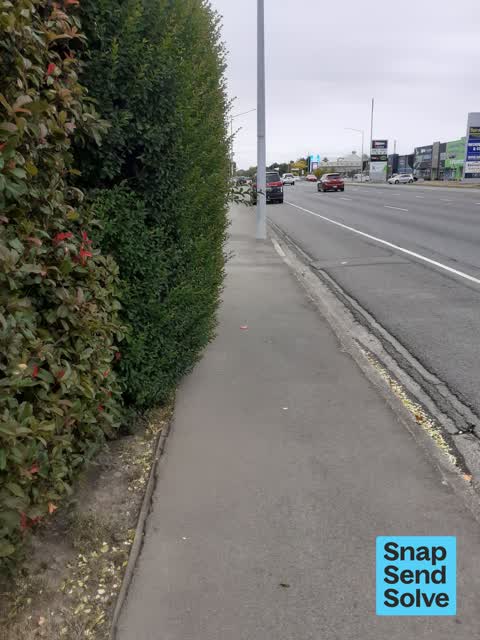 Overgrown Vegetation, a report photo