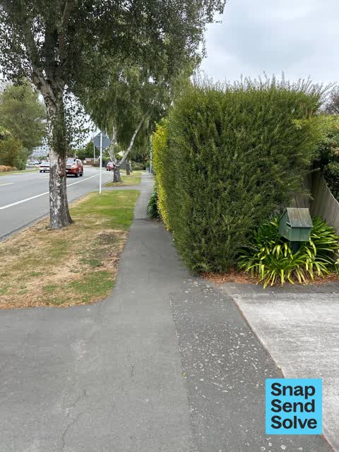 Overgrown Vegetation, a report photo