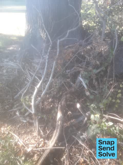 Trees - General, a report photo