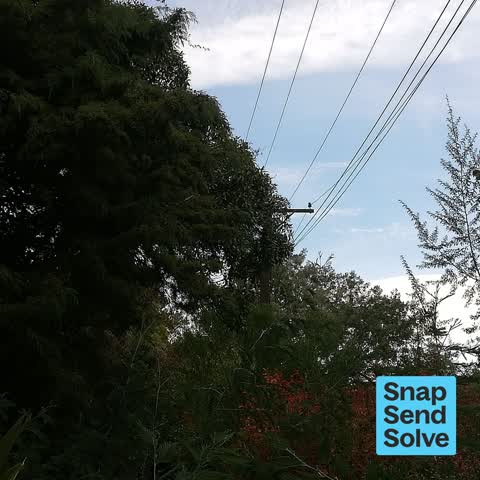 Overgrown Vegetation, a report photo