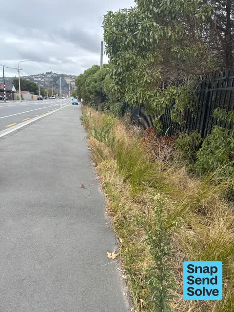 Overgrown Vegetation, a report photo
