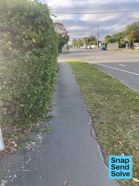 Overgrown Vegetation, a report photo