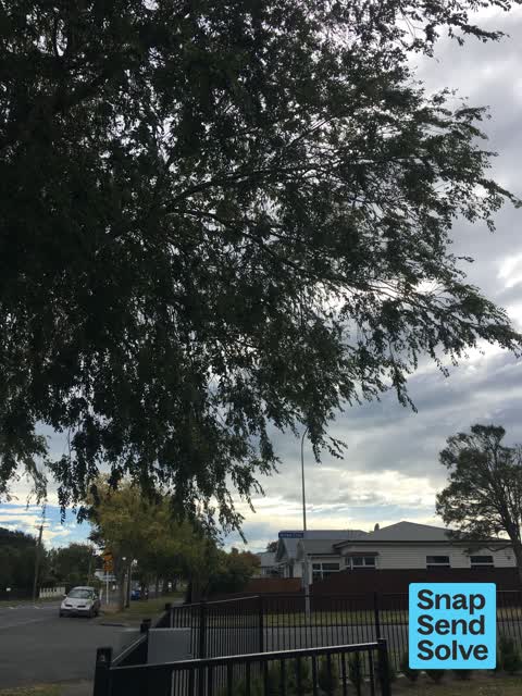 Trees - General, a report photo