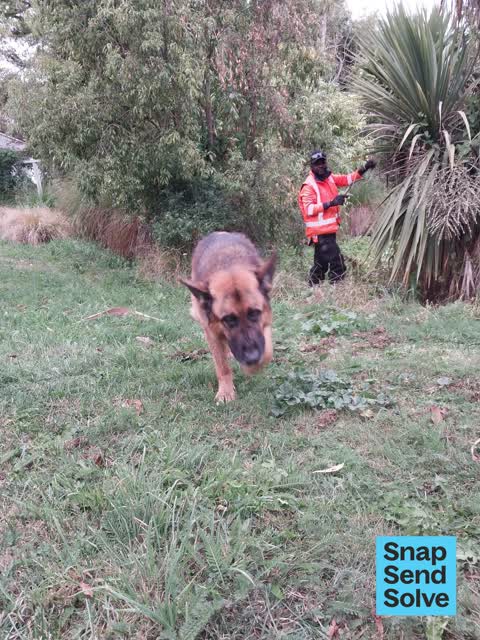 Animal - Domestic, a report photo